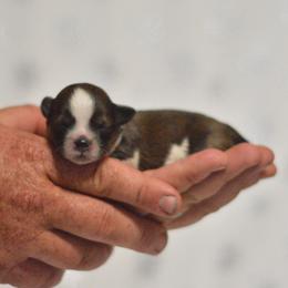 Winter - Brown and white male Shichon puppy in Delta, Colorado from PTK Ranch