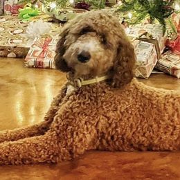 Jesse - Goldendoodle