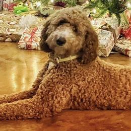 Jesse - Goldendoodle
