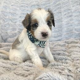 Baymax - Merle male Cavapoo puppy in Provo, Utah from Hales Wagging Tails
