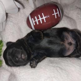 Orso dobie - Chocolate and tan male Shih Tzu puppy in Arcadia, Florida from Kitsune Cuddles and kisses