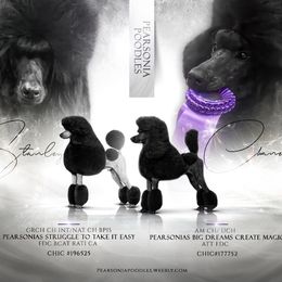 Poodle puppies from Pearsonia poodles
