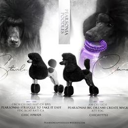 Poodle puppies from Pearsonia poodles