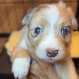 Cabernet - Red merle female Miniature Australian Shepherd puppy in Massapequa, New York from All That Auss Mini Aussies
