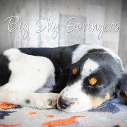 Boy 2 - Black white and tan male English Springer Spaniel puppy in Great Falls, Montana from Big Sky Springers