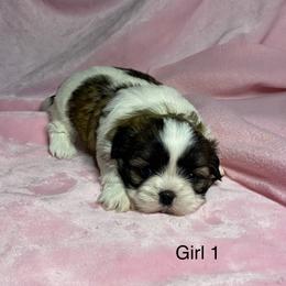 Girl 1 - Sable and white female Shih Tzu puppy in Zeigler, Illinois from Dandy Little  Shih Tzu, Shih Poo's and Toy Poodles