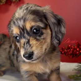 Blair - Dapple female Dachshund puppy in Jena, Louisiana from Amy’s Mini Doxies