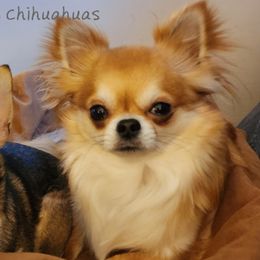 Chihuahuas from Heather Jackson