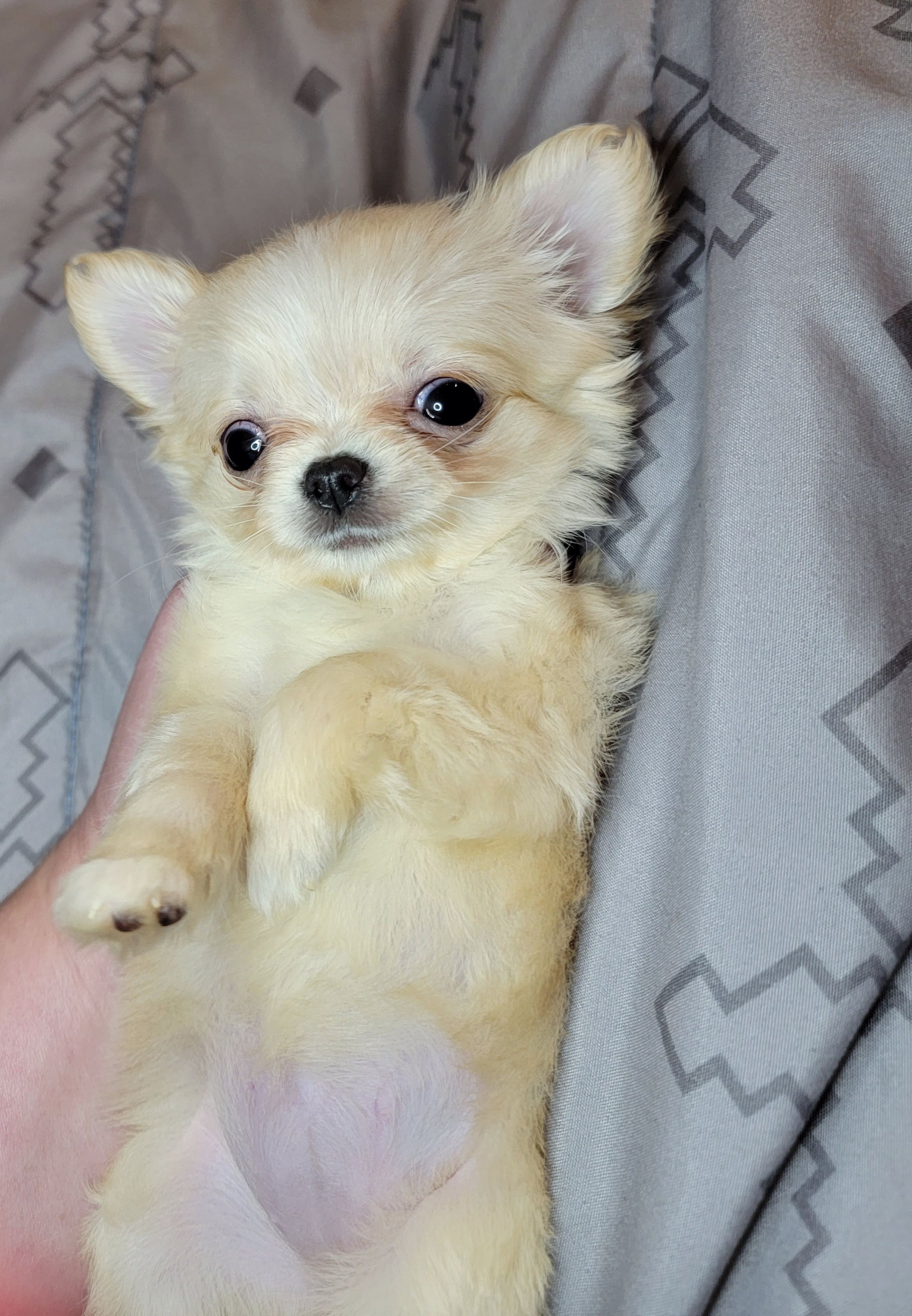 Tiffany chihuahua best sale puppies for sale