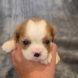 Harley - Blenheim male Cavalier King Charles Spaniel puppy in Romeoville, Illinois from KonopkaKennelsLLC