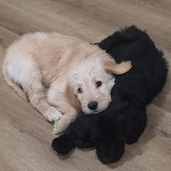 Double Doodle Puppies from Rock Creek Doodles