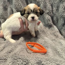Riley - Brown and white male Shichon puppy in Onawa, Iowa from Parico Puppies