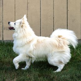 Wisteria - Pomsky