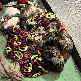 Dachshund Puppies from The Weenie Herd Mom