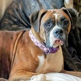 Layla - Boxer