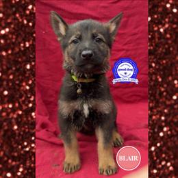 Blair - Sable female German Shepherd puppy in Livingston, Kentucky from Illyria Dox & GSD