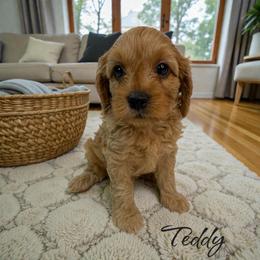 Teddy - Red male Cavapoo puppy in Miami, Florida from Mario’s Pups