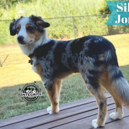 Miniature Australian Shepherd Puppies from Integrity Aussies Tx