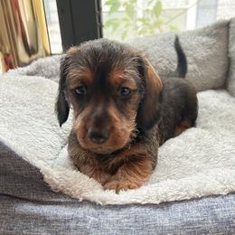 Girl 1 - Red female Dachshund puppy in Mobile, Alabama from Katrina's Dachshunds