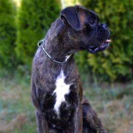 Nora - Boxer