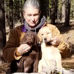 Labrador Retriever Puppies from Una Palma Kennels