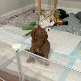 Olivia - Red  female Poodle puppy in Clearwater, Florida from Poodle Majesty