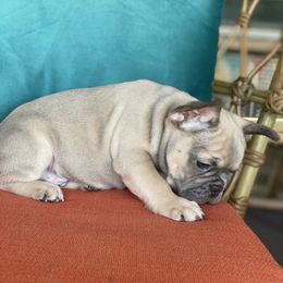 French Bulldog Puppies from Zoey's Dynasty French Bulldogs