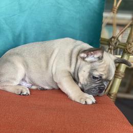 French Bulldog Puppies from Zoey's Dynasty French Bulldogs