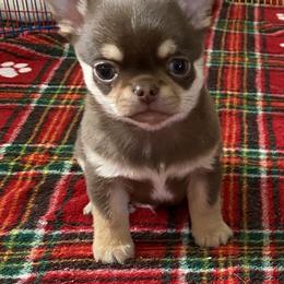 Chihuahua Puppies from Stardom Chihuahuas