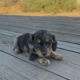 Eric - Dapple male Dachshund puppy in Gold Canyon, Arizona from Silverking Kennels