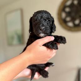 Charlie - Black male Goldendoodle puppy in Twin Falls, Idaho from Burrow & Bone