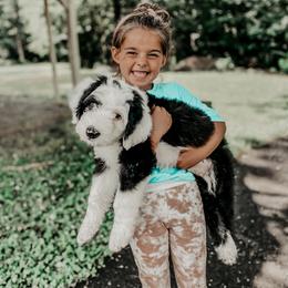 Sheepadoodle Puppies from DOODCompany