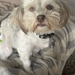 Snickers - Havanese