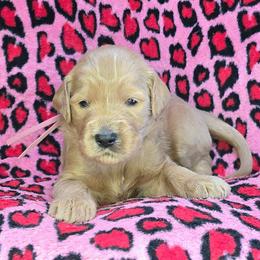Polly - Apricot female Goldendoodle puppy in Georgetown, Tennessee from Georgetown Designer & Purebred Puppies