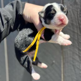 Taz fluffy (gold) - Black and tan male American Corgi puppy in East Oakdale, California from Rhettro Kennels