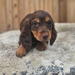 Cora - Chocolate and tan female Dachshund puppy in Anaconda, Montana from Montana Country Dachshunds