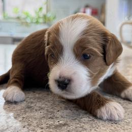 Twister - Parti male Goldendoodle puppy in Gilbert, Arizona from DogHouse Doodles
