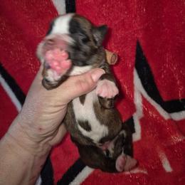 Roger - Fawn male Boxer puppy in Pine River, Wisconsin from Jenks Boxers