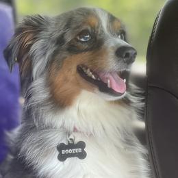 Aussiedoodles, Australian Shepherds, and Poodles from Big Mama’s Beauties