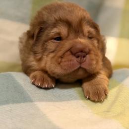 Queso - Brown sable male Chinese Shar-Pei puppy in Lenoir, North Carolina from Peitato Chips
