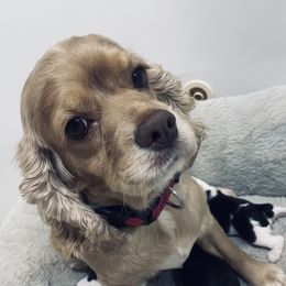Sally - Cocker Spaniel