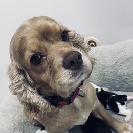 Sally - Cocker Spaniel