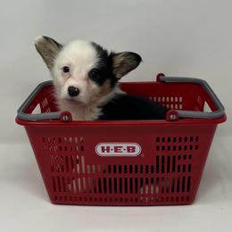 Elsa - Black and tan female Pembroke Welsh Corgi puppy in Waco, Texas from The Comma Corgis