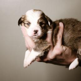 Riley - Sable female Pembroke Welsh Corgi puppy in South Otselic, New York from Ridge Top Corgis