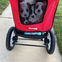 Cavalier King Charles Spaniel Puppies from Austin Cavaliers