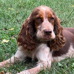 English Springer Spaniels from Mountain Top Springers