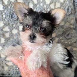 Mia (click on pic) - Parti female Yorkshire Terrier puppy in Kingston, Oklahoma from Lake Life