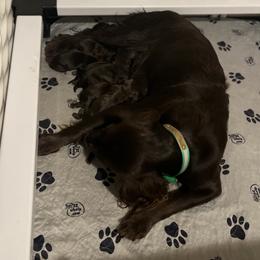 Basset Hound, Boykin Spaniel, English Cocker Spaniel, and Labrador Retriever Puppies from PARK’s Family Farm
