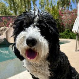 Lily - Bernedoodle