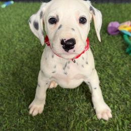 Charles - LUA - White and black male Dalmatian puppy in Sedalia, Missouri from Missouri Dalmatians